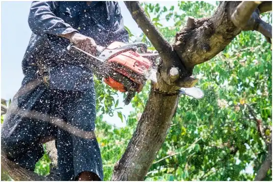 tree services Harlingen